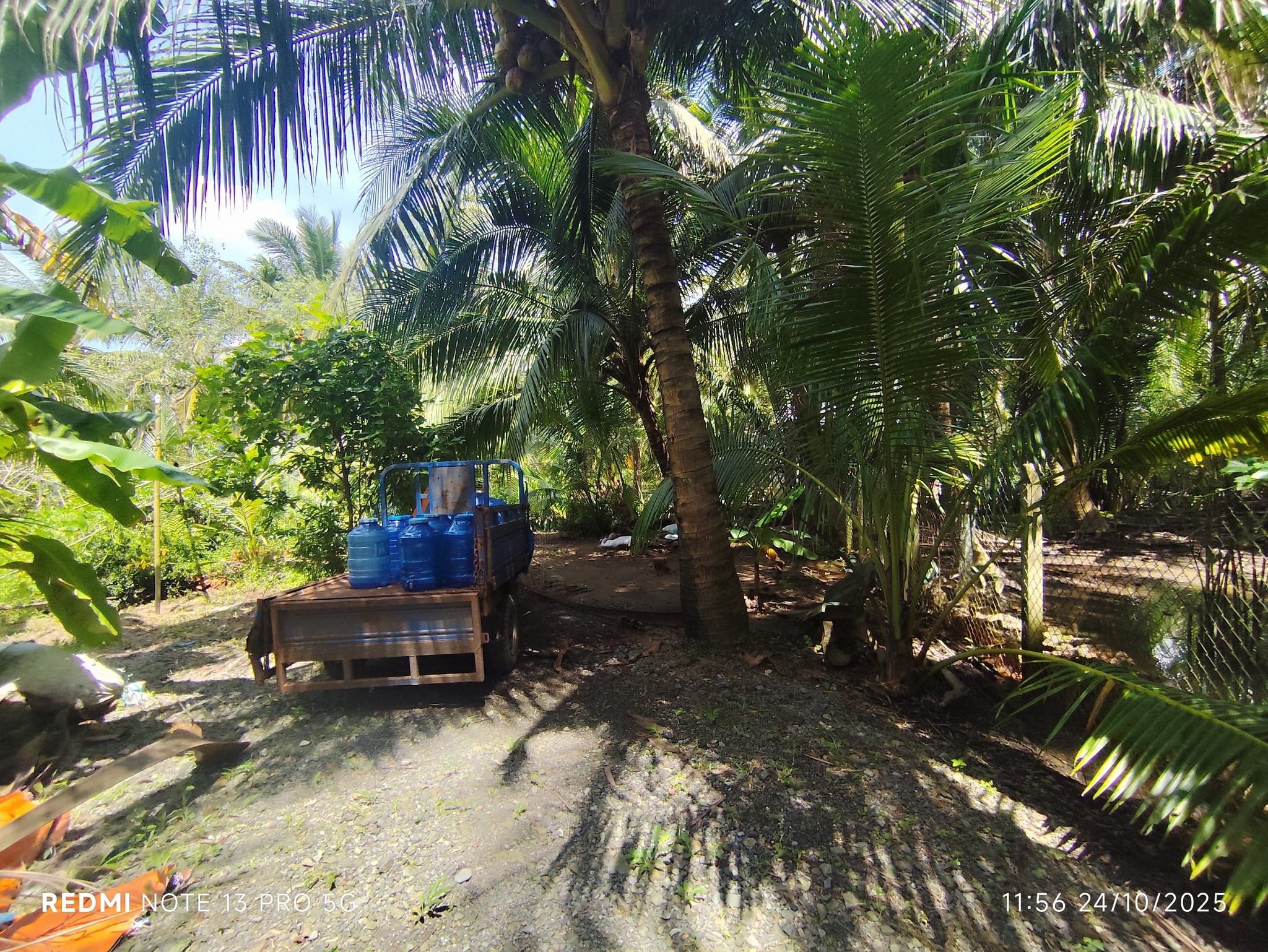 11 công đất vườn dừa Bến Tre, tặng nhà cấp 4, tiềm năng homestay