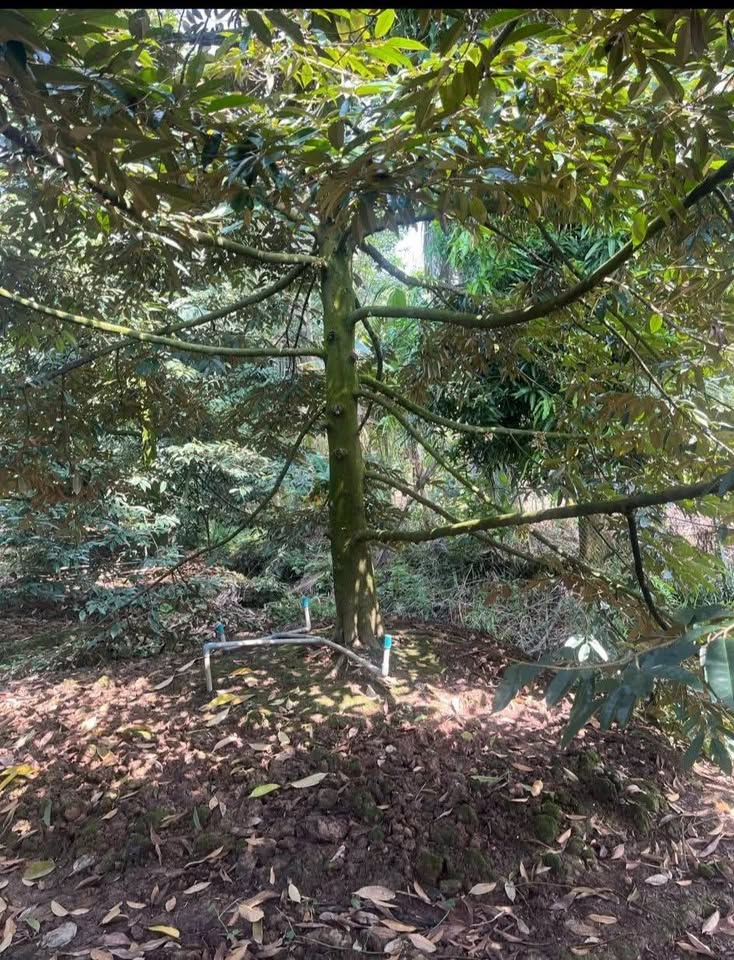 Bán đất vườn sầu riêng Chánh An, Vĩnh Long, giá cực hời, view sông Măng