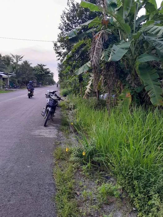 Đất vàng Châu Hòa, Giồng Trôm, 769m2 mặt tiền rộng, kinh doanh gì cũng ngon