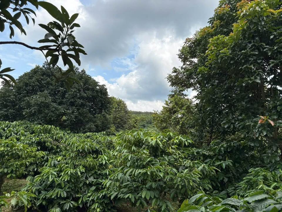Bán 5.7ha đất trồng cà phê Đắk Tih, Đắk Nông - Giá tốt