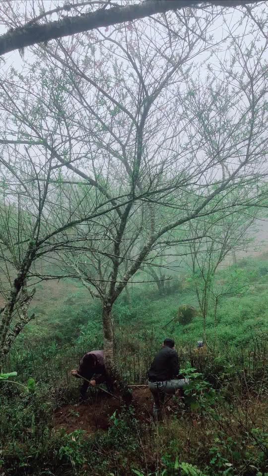 Đất Sapa siêu rộng, giá hời, chốt nhanh kẻo lỡ