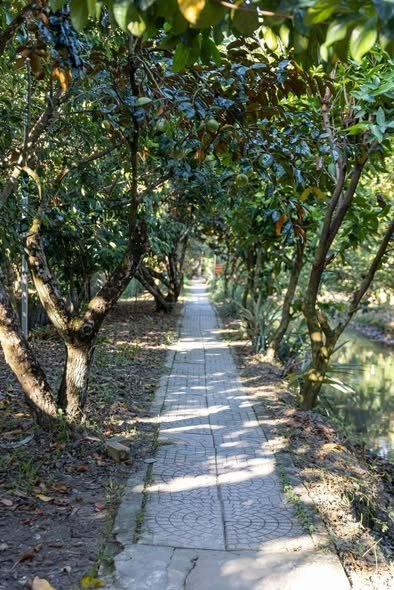 Bùng nổ 3000m² đất Ba Vì chỉ nhỉnh 1 triệu/m², cơ hội vàng cho nhà đầu tư