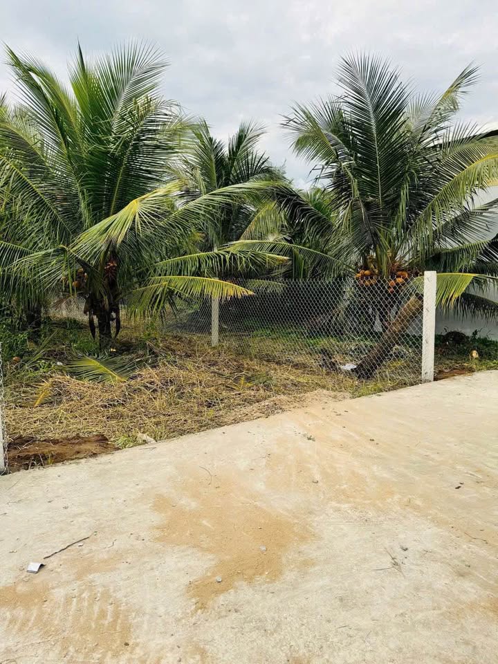 Đất nền biệt thự mini Phú Tân - Bến Tre 187m2, hướng Đông, sẵn sàng lên thổ cư