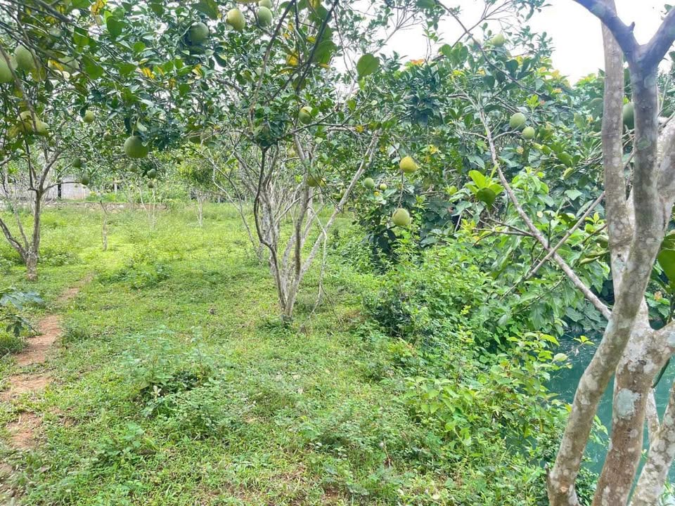 Bán đất Yên Thủy - 400m2 thổ cư, vườn bưởi trĩu quả, chỉ 2,16 tỷ
