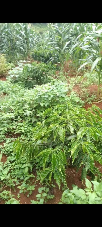 Đất cafe Cư Sue, Đắk Lắk đẹp như mơ, đường ô tô tận nơi