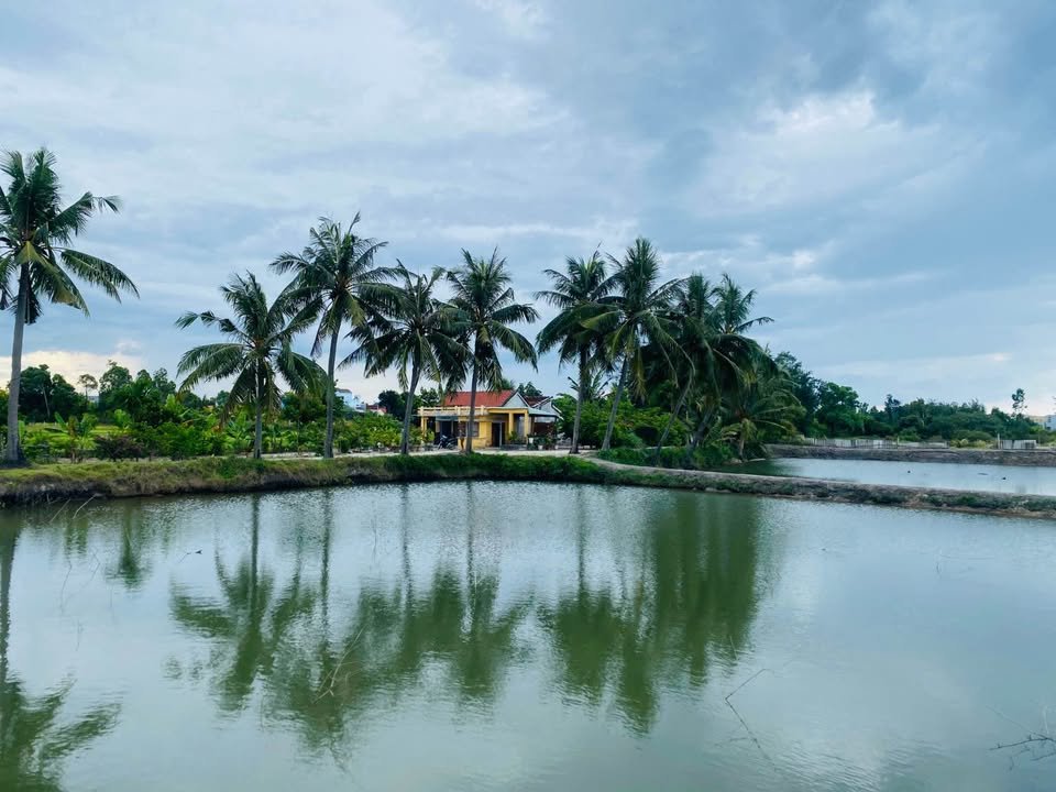 Bán đất vườn 5000m² view sông, ao cá, đồng lúa Tam Giang, Núi Thành, Quảng Nam