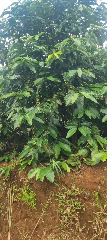 Siêu phẩm đất nông nghiệp 1 ha tại thôn 6, Đắk Ha, Gia Nghĩa, Đắk Nông