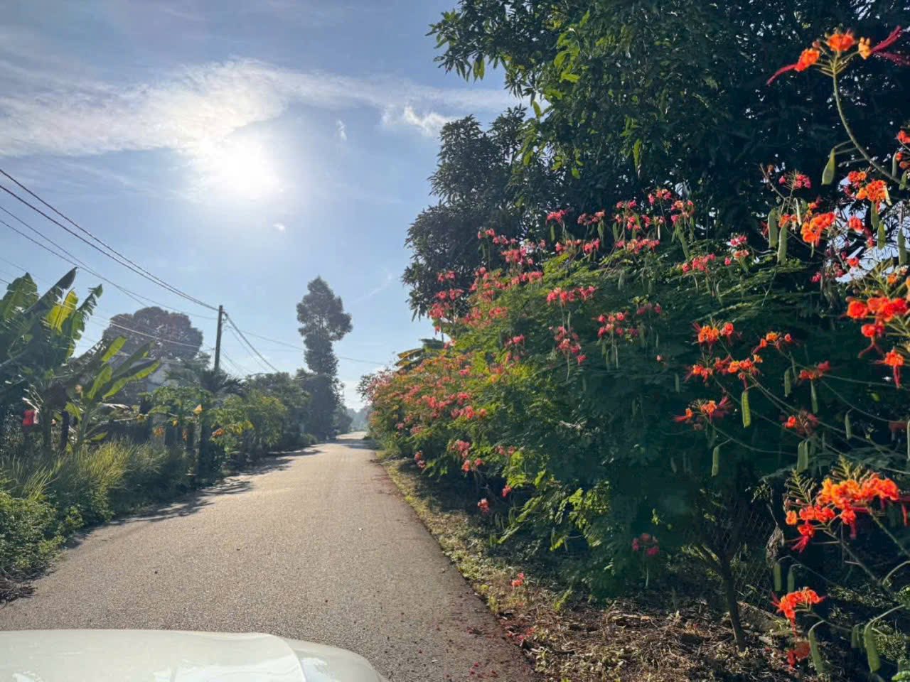 Nhà vườn 772m² có thổ cư, tặng nhà cấp 4 và cây ăn trái, giá 4.5 tỷ