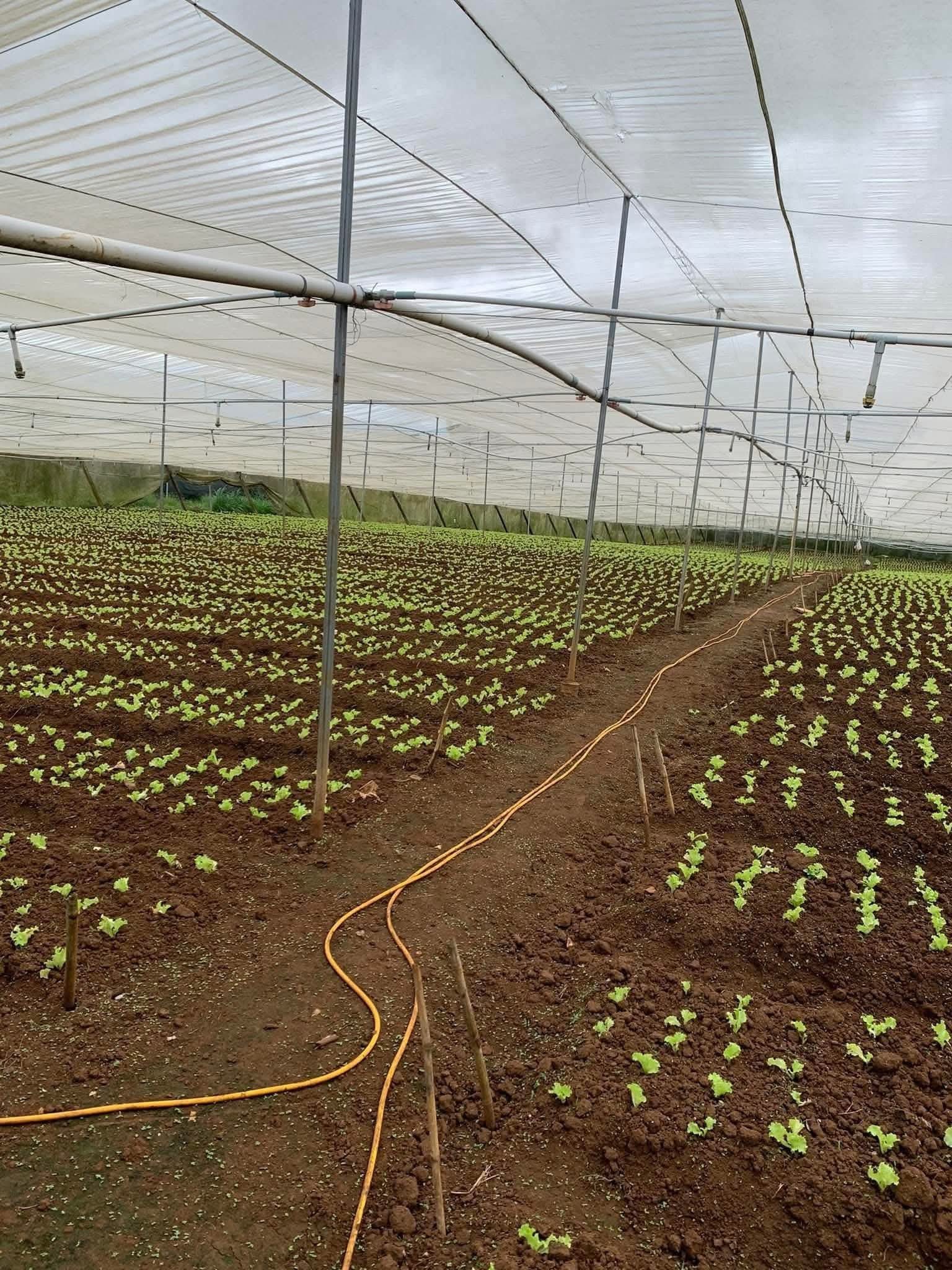 Bán đất sào mặt tiền đường bê tông, quy hoạch full thổ cư tại Đơn Dương, Lâm Đồng, gần Đà Lạt