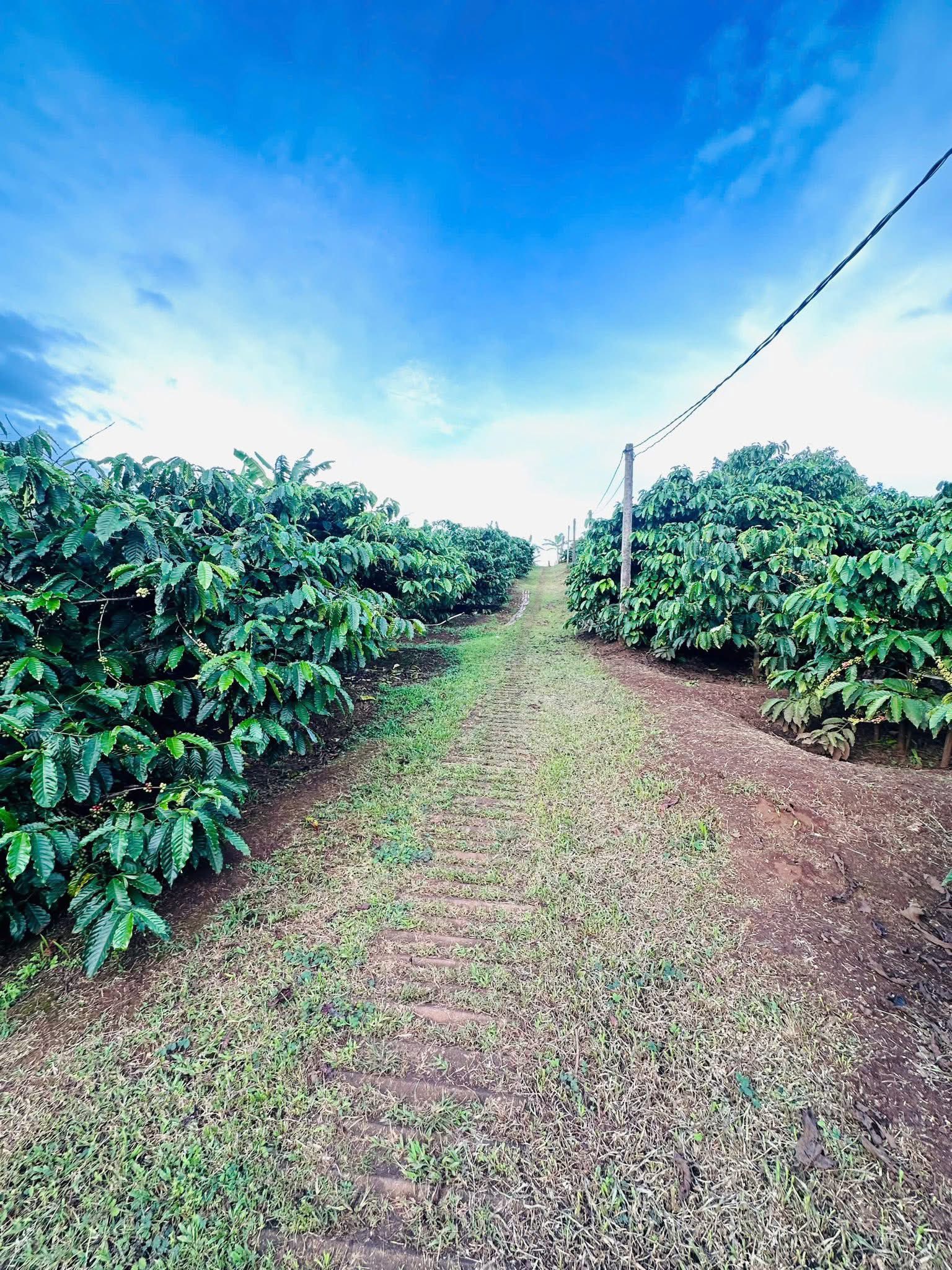 Bán gấp 2 sào rẫy cafe tại hẻm Trần Can