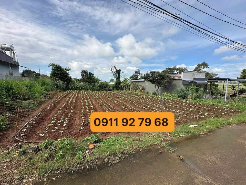 Đất Phú Hội, Đức Trọng, 278m2 thổ cư, ô tô tận nơi, giá chỉ 2 tỷ