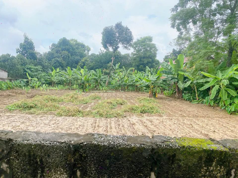 Đất vàng Chương Mỹ 916m2 thổ cư, ô tô tránh nhau, chỉ 35km đến trung tâm Hà Nội