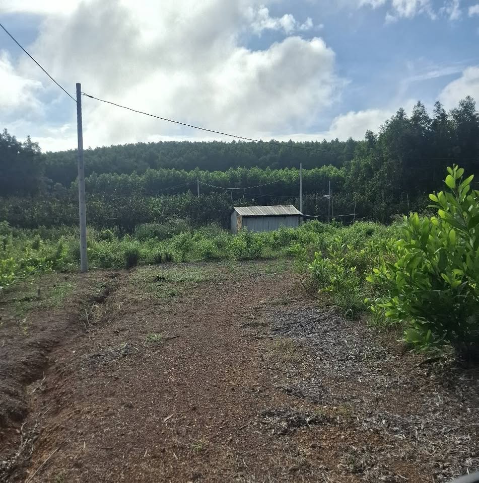 Bán 1000m2 đất sổ riêng tại Vĩnh Cửu, Đồng Nai - Giá 550 triệu