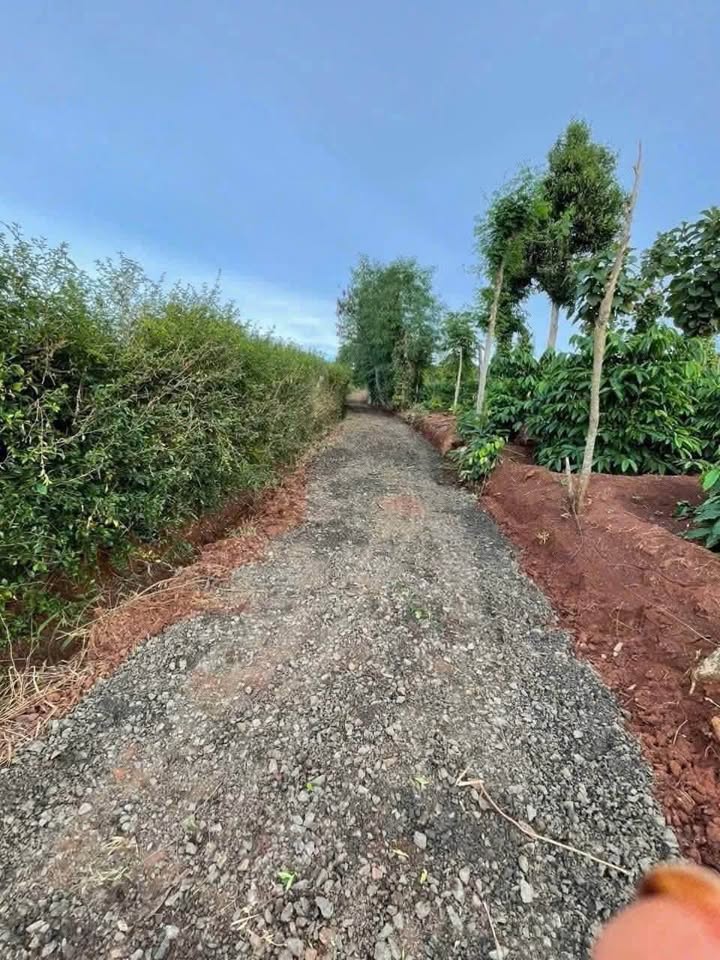 Siêu phẩm 1.4ha cà phê tơ sầu riêng năm 2 - Cưm'gar, Đắk Lắk - Giá chỉ 350 triệu/sào