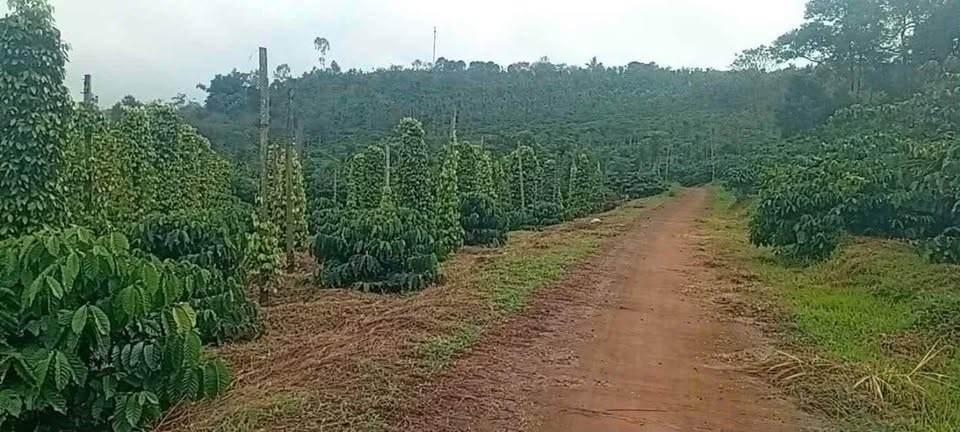 Bước chân vào một thế giới của sự trù phú và tiềm năng với mảnh đất rộng 4ha tại Dak Song, Đắk Nông