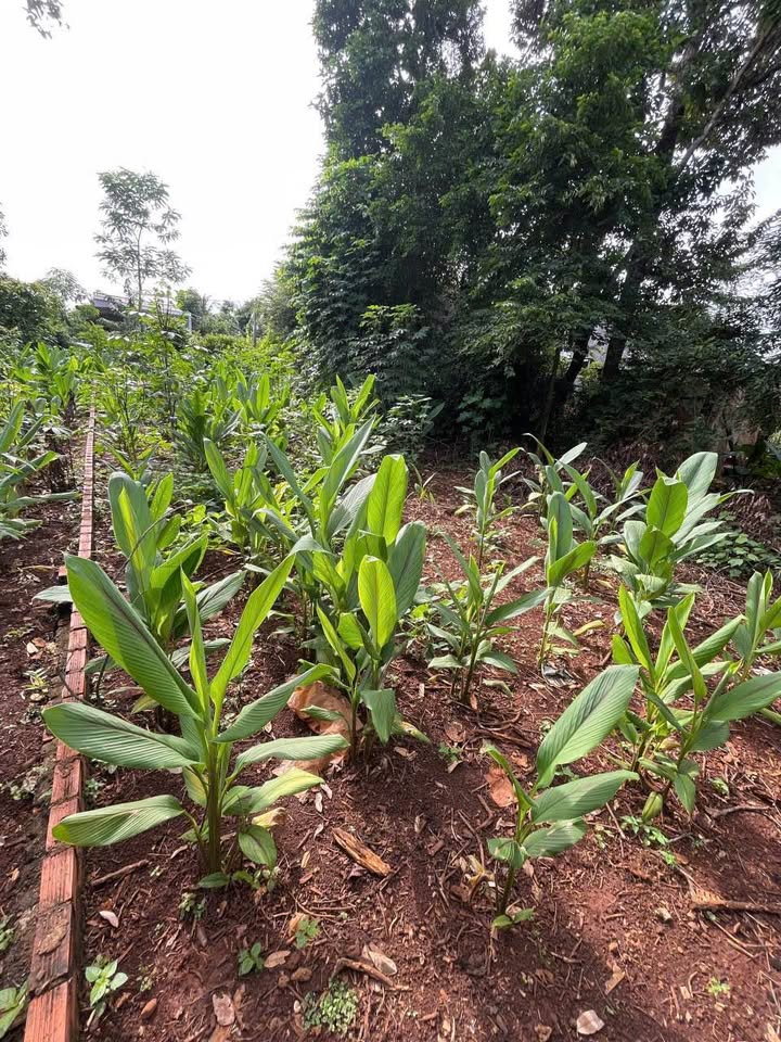 Bán gấp đất Buôn Ky, Thành Nhất, Buôn Ma Thuột - Giá rẻ nhất thị trường