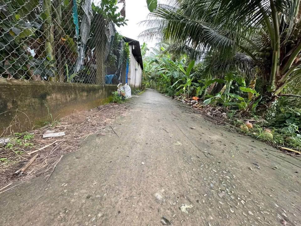 Miền Tây sông nước - Vườn dừa trĩu quả, đất rộng thênh thang chờ chủ mới