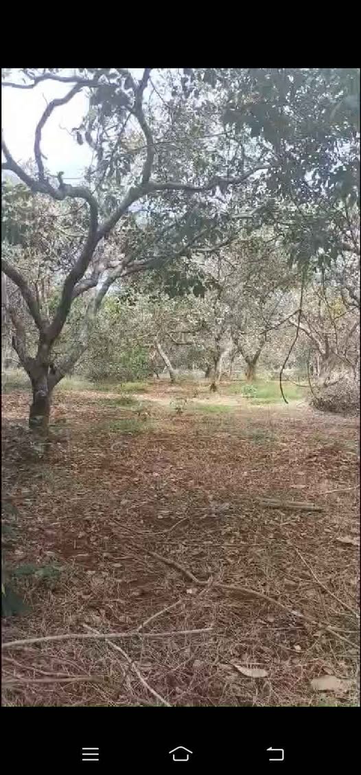 Đất đỏ bazan trù phú, mặt tiền rộng 300m, đầu tư sinh lời