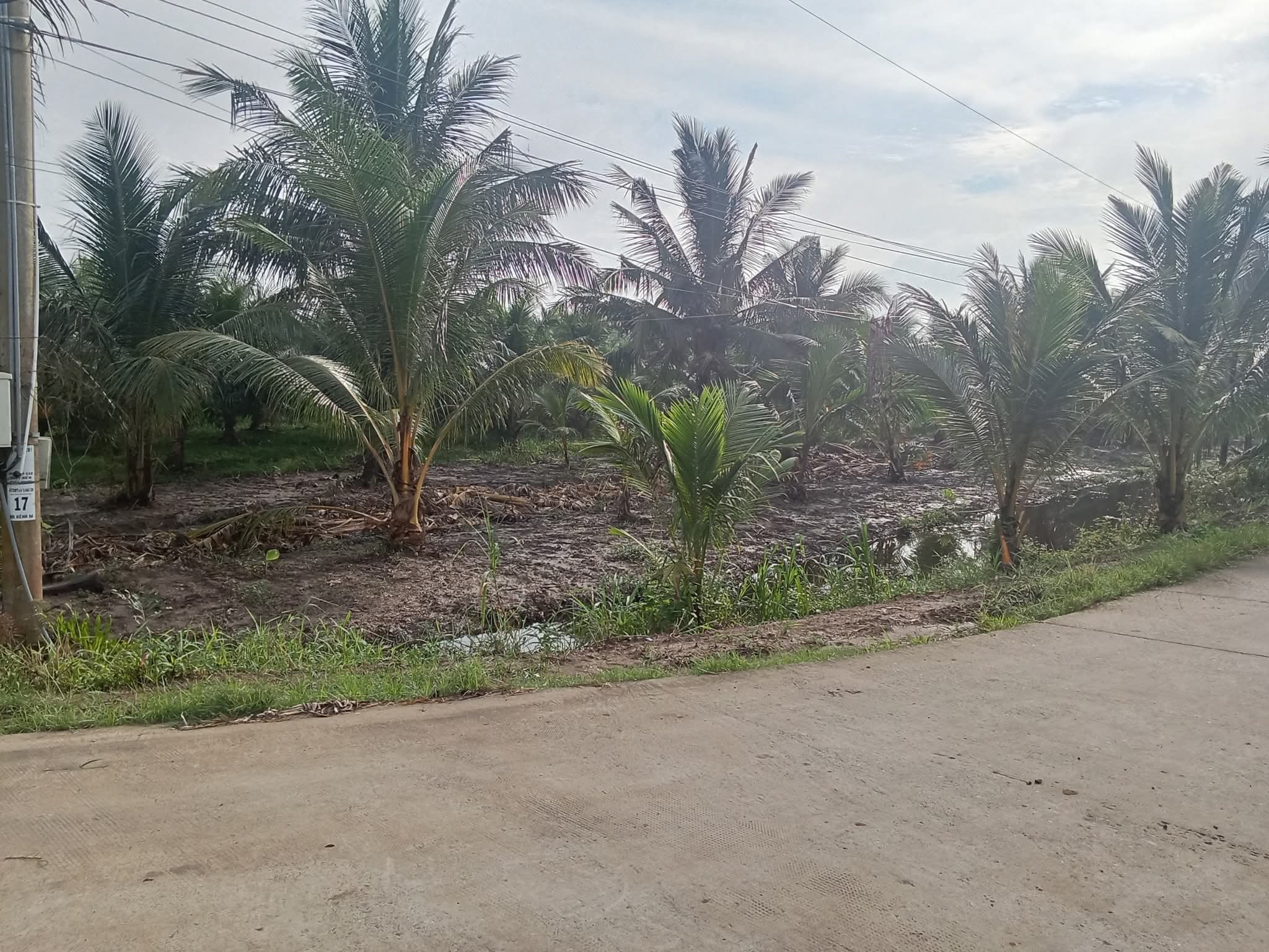 Đất vườn dừa 2 mặt tiền, giá hời như mơ - Chốt nhanh kẻo lỡ