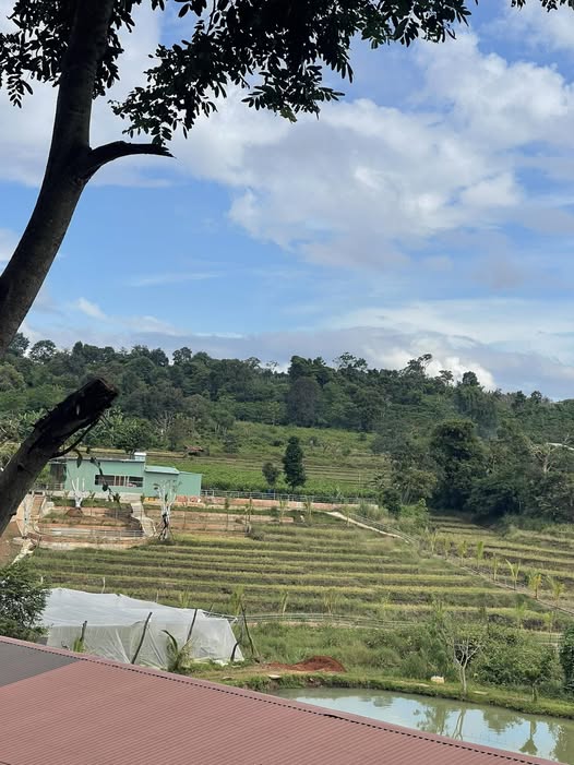 Siêu phẩm đất nền 1500m2 tại thôn 2, xã Ia Blang, huyện Chư Sê