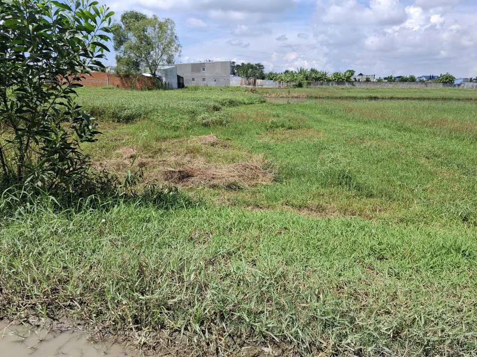 Mảnh đất Đức Hòa xưa, sổ hồng riêng