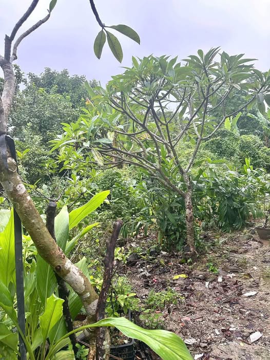 Bán nhanh lô đất 174m² ngang 5.9m tại kiệt ô tô Lý Nam Đế, TP Huế - Cơ hội an cư đầu tư