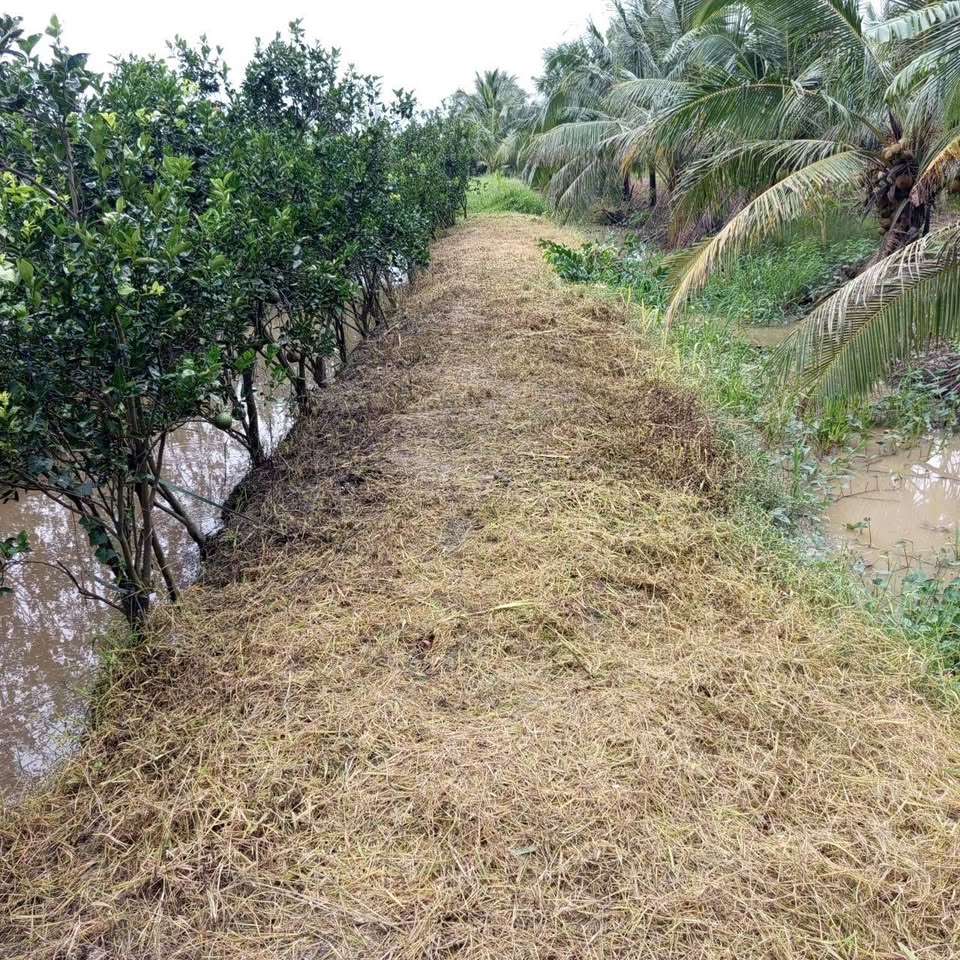 Bán đất diện tích 3404m2 tại Hiếu Nghĩa, Vũng Liêm, Vĩnh Long