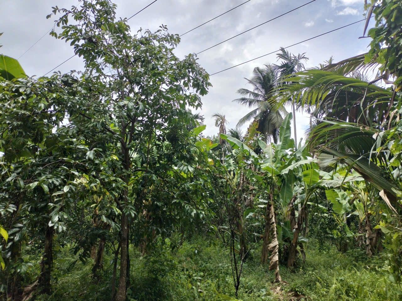 Lạc bước về miền Tây sông nước, nơi có mảnh đất vườn xinh tươi tại xã Bình Hòa