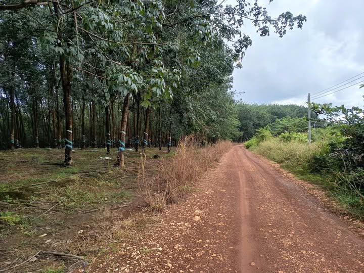 Miền đất cao su xanh mướt, nơi an yên chốn điền viên