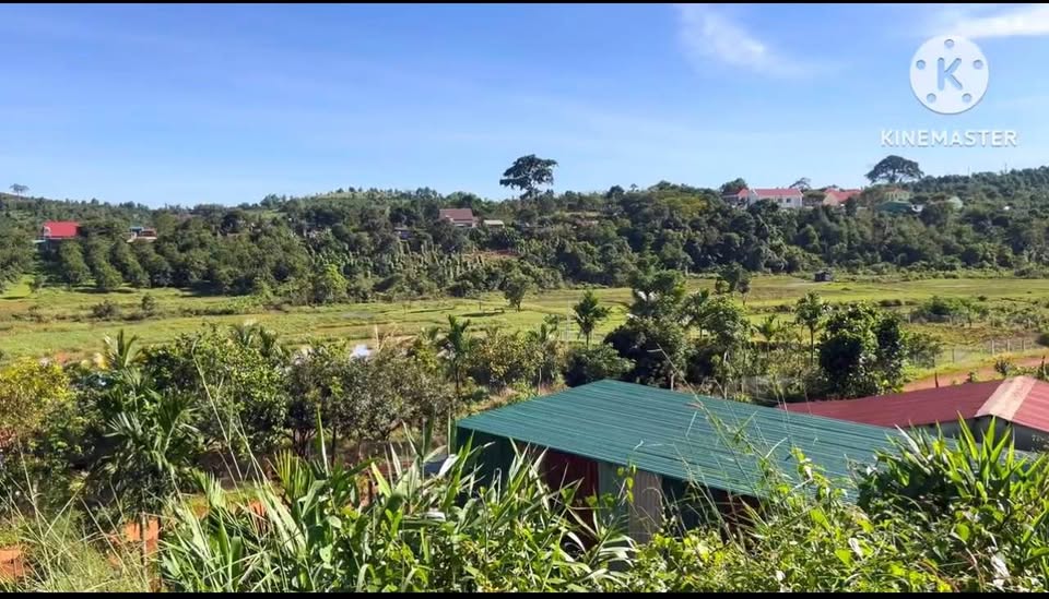 Chốt deal nhanh rẫy 1,5 ha Quảng Trực, Lâm Đồng, giá sập sàn chỉ 2,3 tỷ