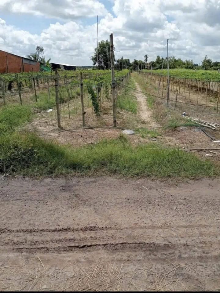 Bán đất vườn Chà Là 1000m2, mặt tiền 7m, nở hậu 12m, Tây Ninh