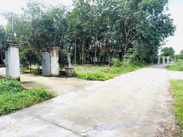 Bán lô đất mặt tiền đường số 1, khu phố 6, xã Minh Hưng, huyện Chơn