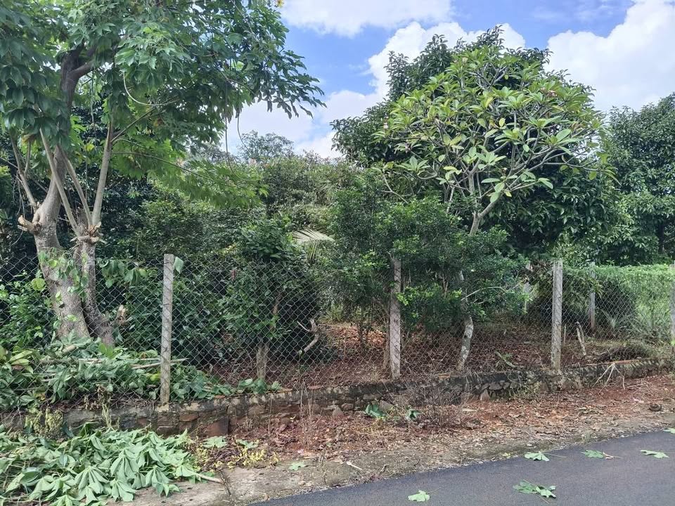 Bán đất thổ cư 13x29m tại Xã Hòa Hội, Xuyên Mộc, Bà Rịa - Vũng Tàu, sổ hồng mới