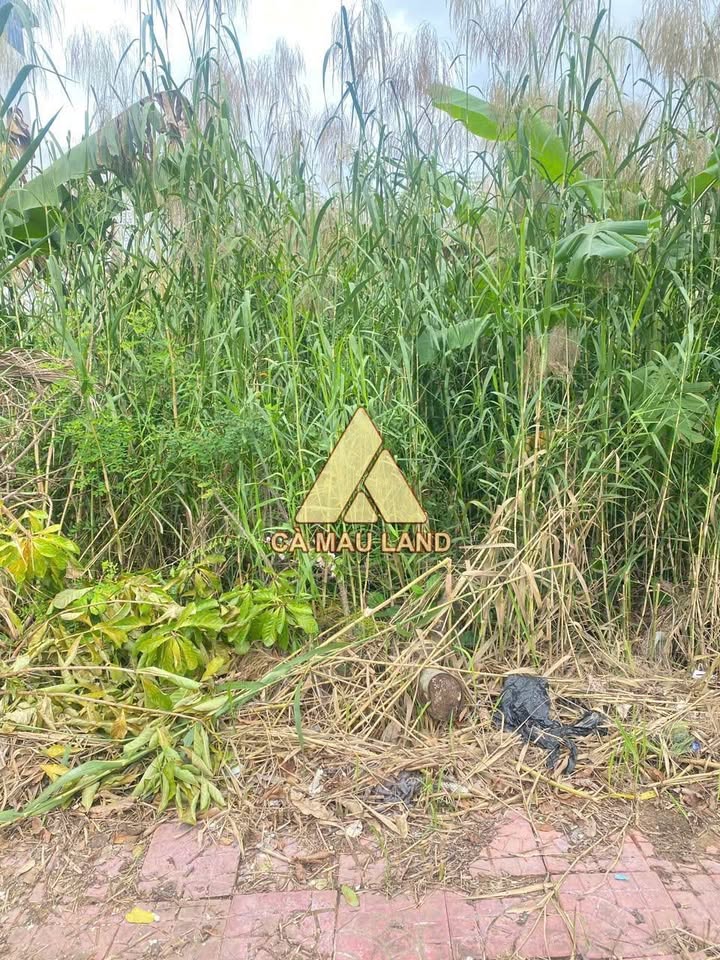 Đất vàng Tố Hữu, Cà Mau, hữu ngay nền đất thổ cư, đón lộc vào nhà