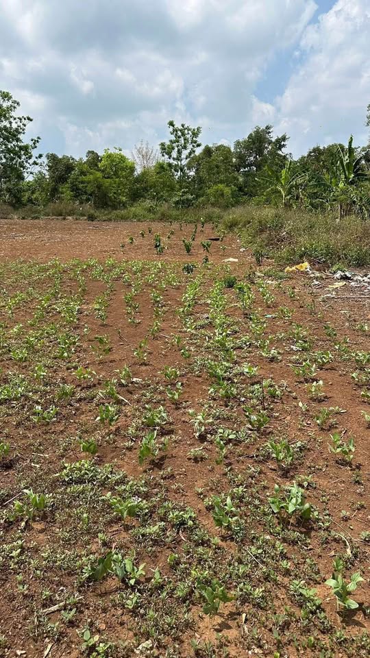 Đất xịn xò Eatieu, Buôn Ma Thuột - Xây nhà vi vu, giá hời