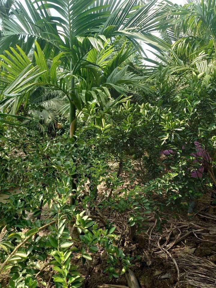 Đất vườn Lương Hòa view chill, giá mềm mại