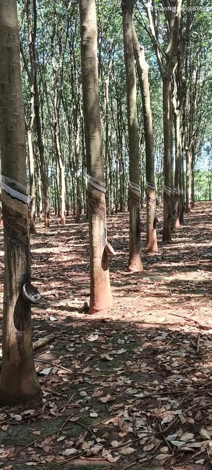 Cần bán vườn cao su rộng 10 hecta, cây đều, đẹp, phù hợp với hình ảnh thực tế