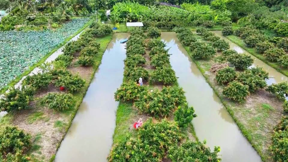 Đất vườn 805m2 view sông tại Trường Long Tây, giá chỉ 380 triệu