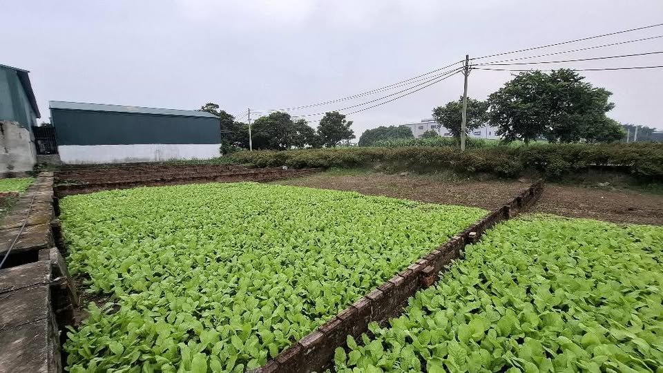 Cần thanh khoản gấp lô đất cực đẹp tại Huyện Thuận Thành, tỉnh Bắc Ninh