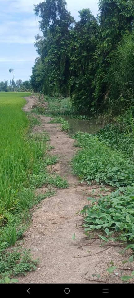 15 Công lúa vàng rực, mặt tiền Thủy Lợi 140m, giá hời 120 triệu/1000m2