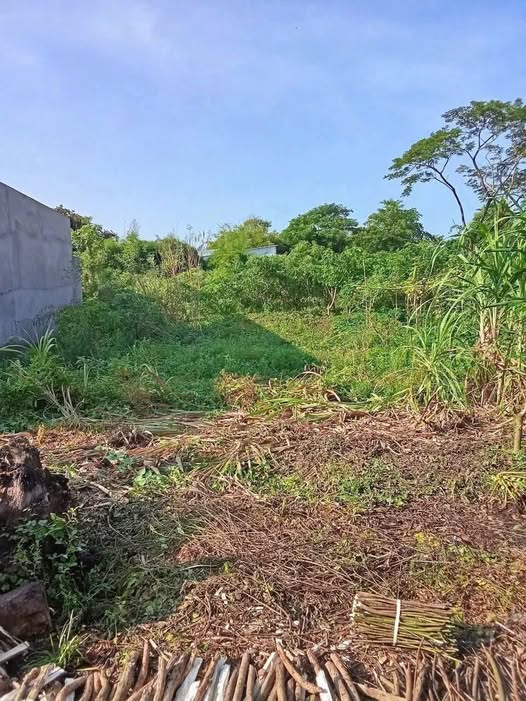 Bán nền Hòa Bình, Chợ Mới, An Giang, gần phà An Hòa