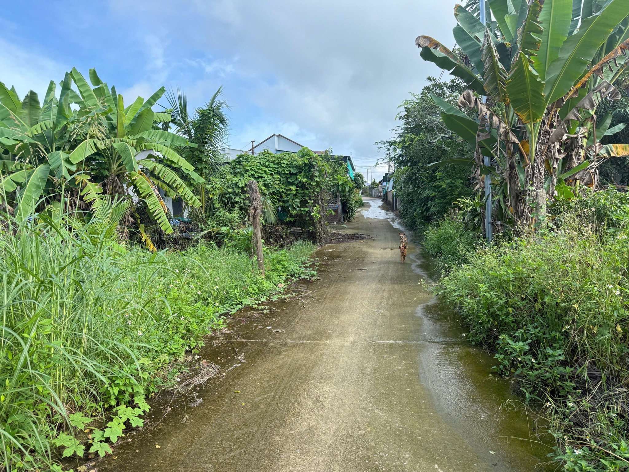 Đất Diên Xuân 133m2 thổ cư, giá hời 440 triệu, cơ hội có một không hai