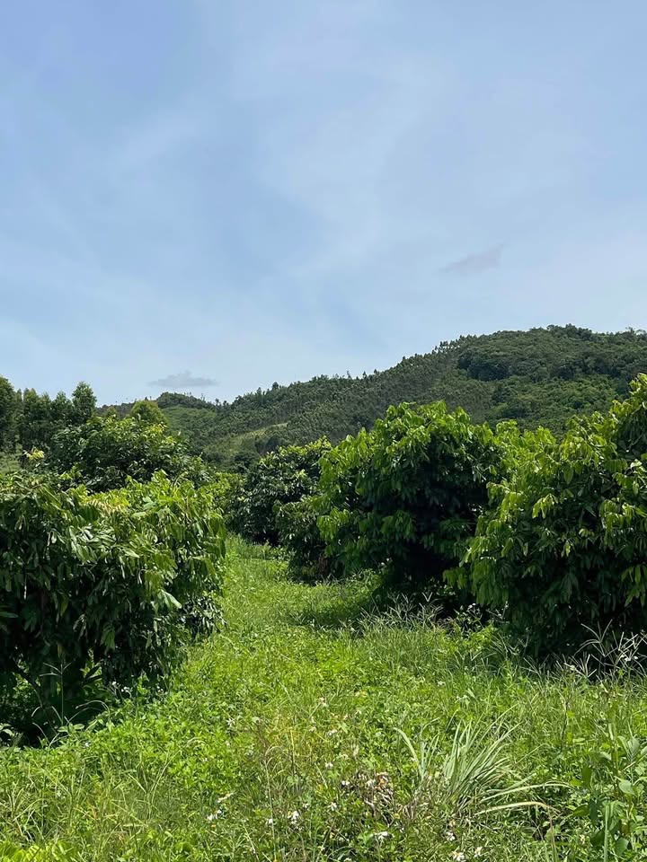 Đất Hòa Thành view chill, giá xinh iu chỉ 745 triệu