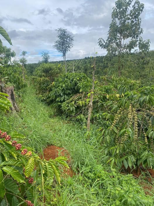 Bán 1ha rẫy trồng cà tiêu tại thôn 5, xã Trường Xuân, tỉnh Đắk Nông