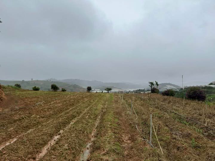 6 sào đất vườn Lạc Dương, Lâm Đồng - Cơ hội an cư đầu tư sinh lời