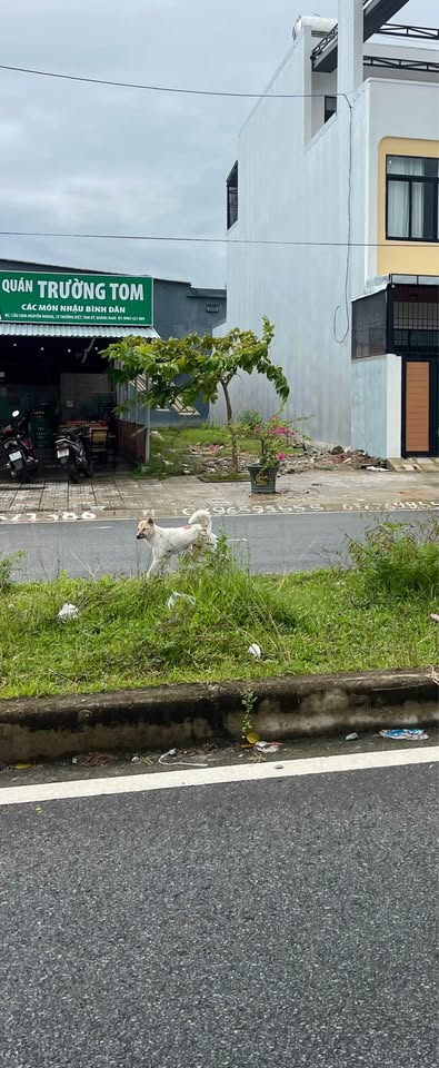 Bán đất vàng 140m2 mặt tiền 5m đường Lý Thường Kiệt, Đà Nẵng, cơ hội đầu tư sinh lời