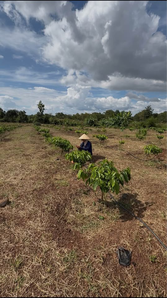 Cơ hội đầu tư hấp dẫn với lô đất rộng 3,1 hecta tại xã Ea Wer, huyện Buôn Đôn, tỉnh Đắk Lắk