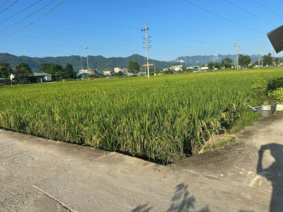 Bán đất thổ cư mặt tiền 6m, cách quảng trường 500-700m tại Cao Bằng