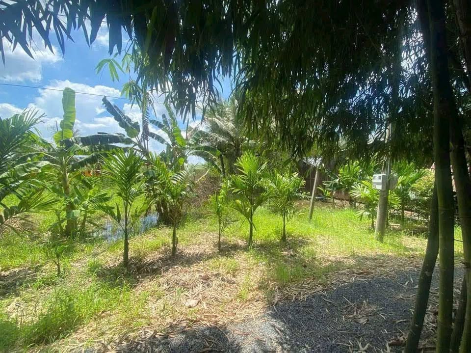 Bán 10 công đất mít ruột đỏ tại Cần Thơ, giá tốt