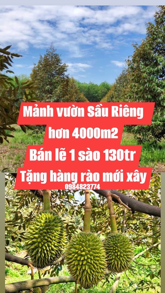 Đất sầu riêng Hóc Môn 1 sào 130 triệu, mua 4 tặng rào